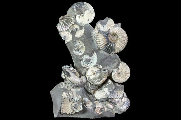 Gorgeous, Tall Iridescent Ammonite Cluster - Russia #78534